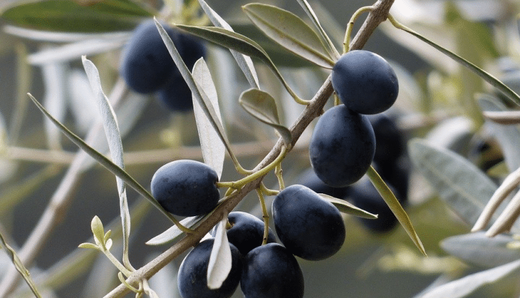 Mangiare bene ai tempi del coronavirus