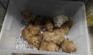 Lodi, traffico illecito di cuccioli fermato dai Carabinieri