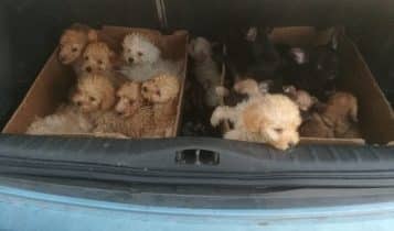 Lodi, traffico illecito di cuccioli fermato dai Carabinieri