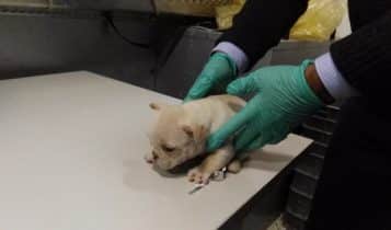 Lodi, traffico illecito di cuccioli fermato dai Carabinieri