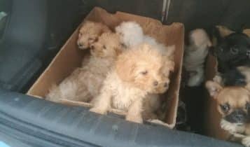 Lodi, traffico illecito di cuccioli fermato dai Carabinieri