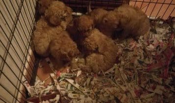 Lodi, traffico illecito di cuccioli fermato dai Carabinieri