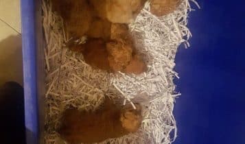 Lodi, traffico illecito di cuccioli fermato dai Carabinieri