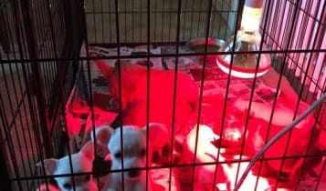 Lodi, traffico illecito di cuccioli fermato dai Carabinieri