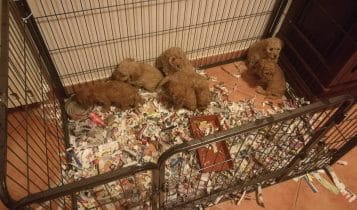 Lodi, traffico illecito di cuccioli fermato dai Carabinieri