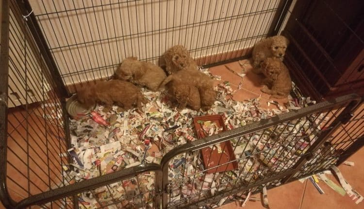 Lodi, traffico illecito di cuccioli fermato dai Carabinieri