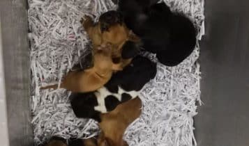 Lodi, traffico illecito di cuccioli fermato dai Carabinieri