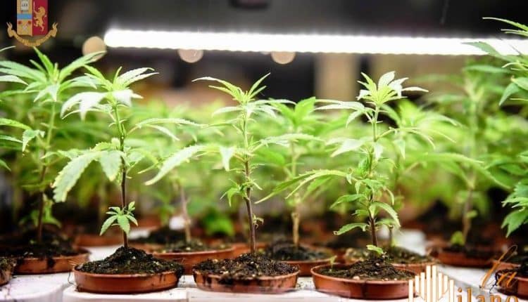 Mantova, usava il giardino e il garage per coltivare marijuana