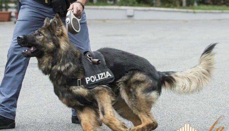 Mantova, cane poliziotto fiuta cocaina e hashish al distributore Tamoil, denunciati due spacciatori
