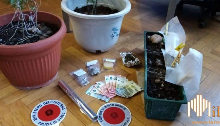 Varese, sequestrati 4 vasi di marijuana, uno spray contenente liquido urticante e un coltello seghettato