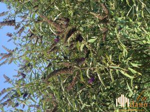 Cremona, oasi per le farfalle in un giardino per la conservazione della biodiversità