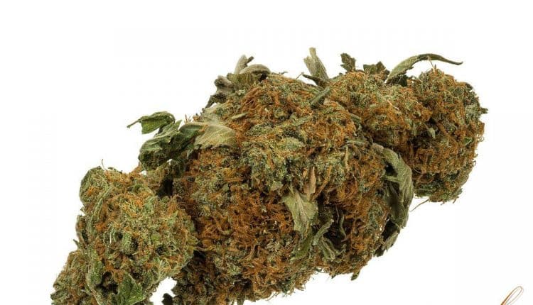 Milano, nascondeva marijuana nel calzino, arrestato con mezzo kg di sostanze stupefacenti