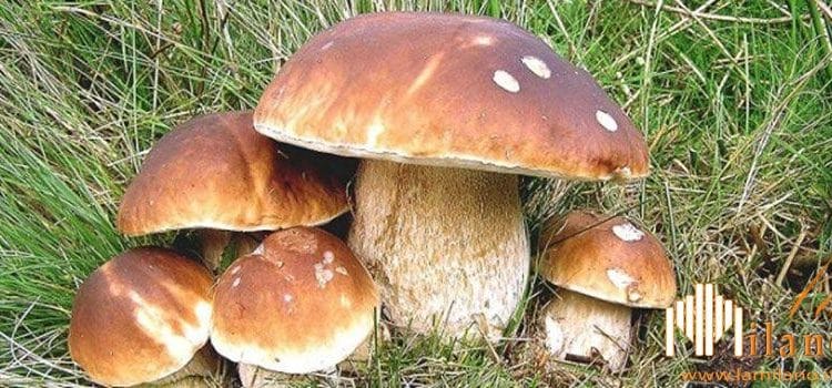 Pavia, ecco il controllo della commestibilità nei centri micologici, servizio gratuito