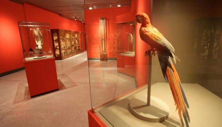 Cremona, la Pinacoteca e Museo di Storia Naturale modifica orario di apertura