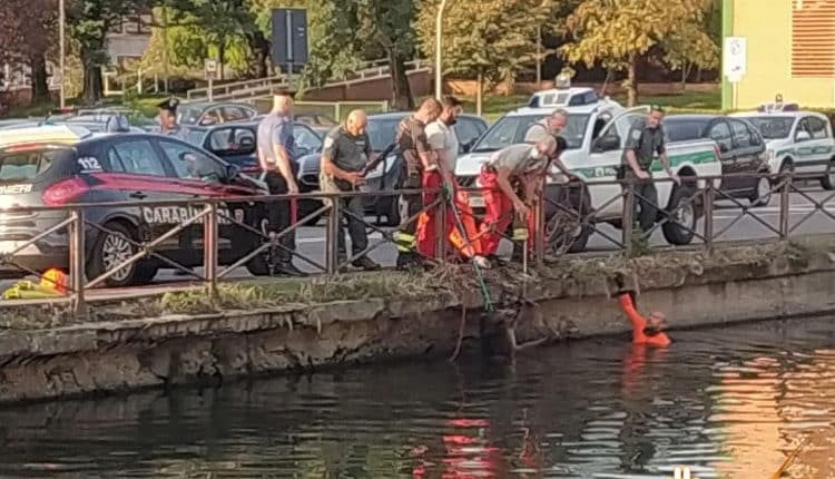 Milano, Cinghiale precipitato nel naviglio, durante il soccorso è stato fucilato, ENPA chiede chiarimenti