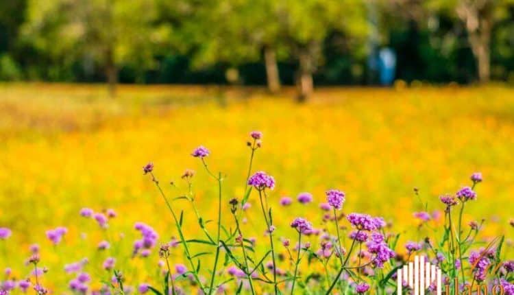 Milano, modifiche al Regolamento d’Uso e Tutela del Verde Pubblico e Privato