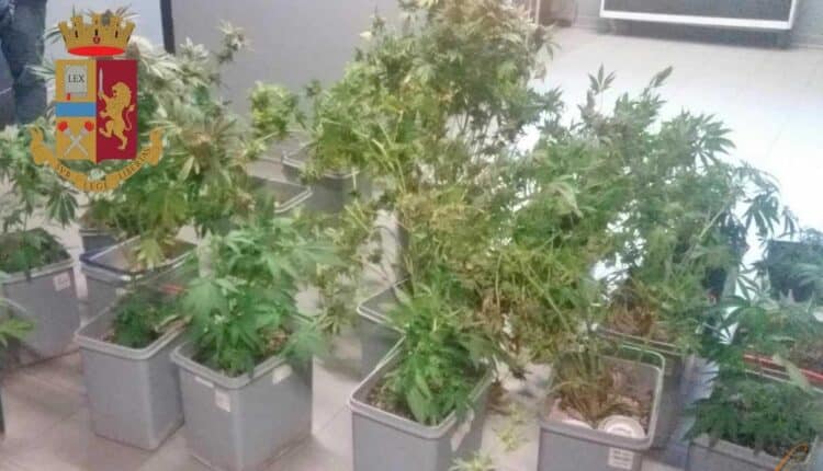 Milano, serra di marijuana in casa: la Polizia di Stato arresta due spacciatori