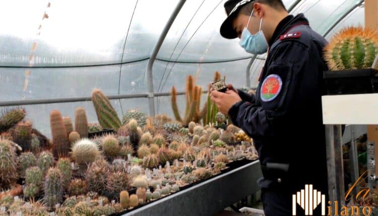 Sequestrati oltre 1.100 cactus estirpati nei deserti cileni, messicani e americani