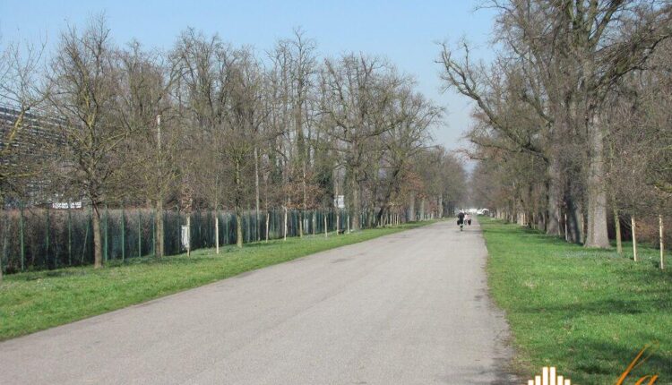 Monza, Piantati quasi 7mila alberi in tre anni. Il valore del verde in città ammonta a 30 mln di euro