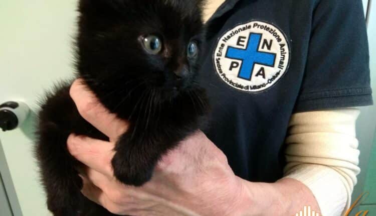 Milano, Gattino in difficoltà salvo grazie a ENPA e Polizia Locale di Milano