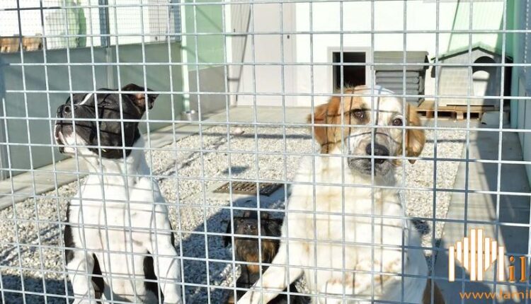 Mantova, Box e alloggi per cani e gatti in aiuto ai ricoverati