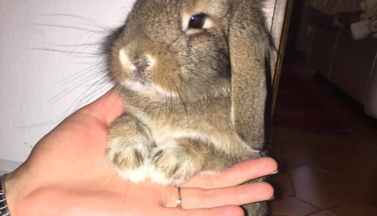 adotta il coniglietto Bunny
