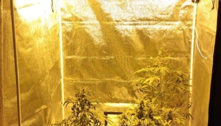 Milano, coltivava ed essiccava marijuana in casa, arrestato dai Carabinieri