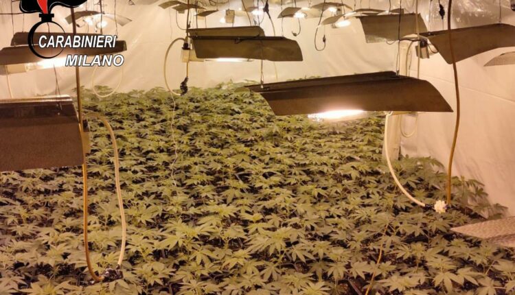 Sedriano, Milano: coltiva droga e ruba energia elettrica