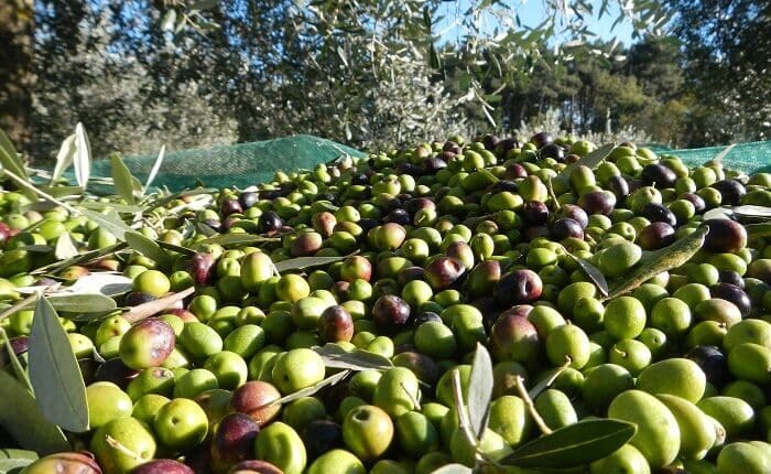 Non Tutto Scorre Liscio Come L'olio