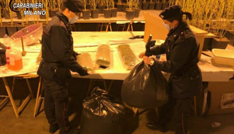 Nel pomeriggio del 13 febbraio 2021 a Vigano di Gaggiano (MI), i Carabinieri della Stazione di Rosate hanno arrestato in flagranza del reato di coltivazione illecita di marijuana e detenzione fini spaccio sostanze stupefacenti un 47enne italiano residente a Milano, coniugato, disoccupato, pregiudicato per reati contro il patrimonio. Nel corso di un servizio perlustrativo gli operanti hanno notato, in una zona industriale, un autovettura in sosta, a bordo della quale è stata identificata una 52enne italiana, residente a Milano ed incensurata, che ha giustificato la propria presenza riferendo di essere in attesa del marito che si trovava all’interno di un attiguo capannone industriale. Gli operanti hanno quindi proceduto al controllo del capannone trovandovi all’interno una serra artigianale con nr. 950 piante di marijuana già defogliate (altezza di circa 70 cm), completa di impianto di illuminazione, riscaldamento ed aerazione idonei alla loro coltivazione, oltre a circa 15 kg. di marijuana essiccata pronta ad essere messa in commercio. E’ stata successivamente effettuata una perquisizione presso l’abitazione della coppia ove sono stati rinvenuti 1 kg. di marijuana e 200 gr. di hashish, già suddivisi in due tavolette da 100 gr. l'uno La sostanza stupefacente e le piante venivano poste sotto sequestro unitamente al capannone, di cui l’arrestato è risultato essere regolare affittuario. L’arrestato è stato condotto presso la Casa Circondariale di Pavia in attesa di rito direttissimo mentre la donna è stata deferita in stato di libertà per detenzione fini di spaccio di sostanze stupefacenti.