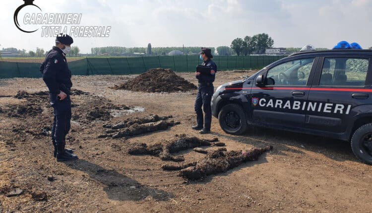 Crema, carcasse di animali e cumuli di rifiuti, denunciato un allevamento