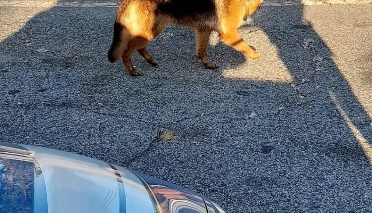 Terni, recuperati dalla Polizia Stradale 2 cani che si aggiravano sulla A1