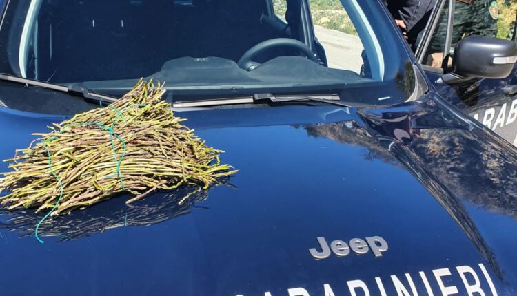 Napoli, campagna di controlli per la prevenzione degli incendi boschivi: Carabinieri Forestali sequestrano 87 kg di asparago selvatico