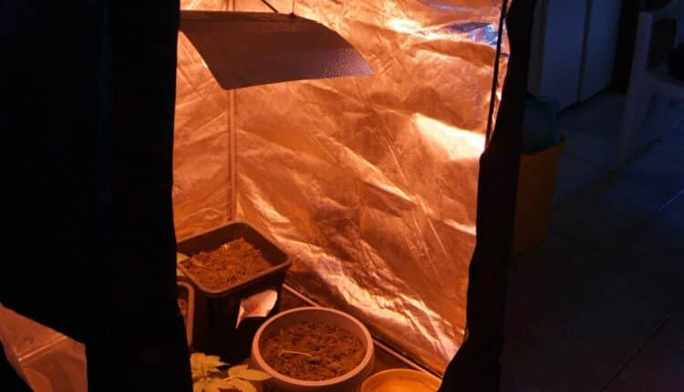 Novi Ligure, costruisce una serra e coltiva marijuana in camera da letto. Arrestato dalla Polizia 23enne