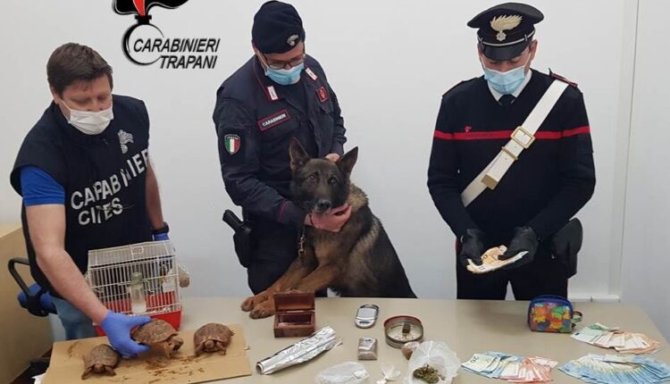 Trapani, blitz dei Carabinieri, famiglia deteneva illegalmente droga e animali protetti