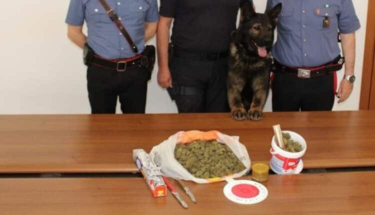Marsala, con l'aiuto del cane Lego i Carabinieri arrestano uno spacciatore; trovato con 500 g di marijuana in casa