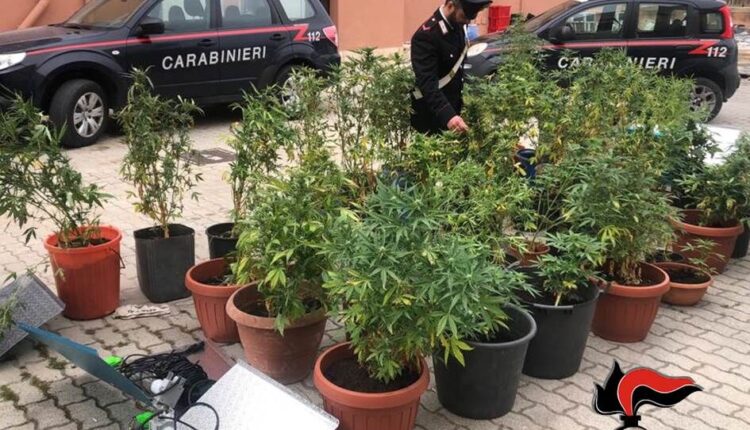 Trapani, rinvenute 42 piante di canapa indiana, un arresto