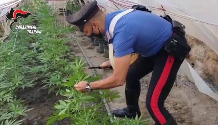 Marsala, individuate 3 sere di canapa nell'abitazione di un 19enne, arrestato per produzione di sostanze stupefacenti