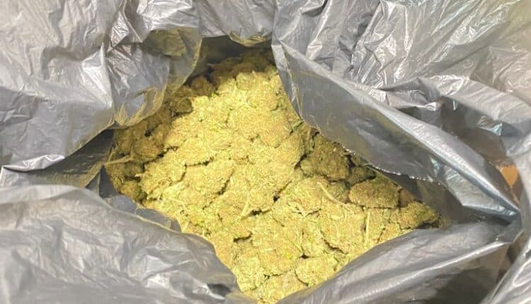 Cagliari, 59enne di Monserrato arrestato per coltivazione e detenzione di cannabis