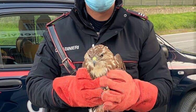 Bologna, la poiana ferita soccorsa dai Carabinieri di Castiglione dei Pepoli