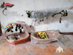 Caserta, arrestato 32enne di Casal di Principe sorpreso ad essiccare marijuana in casa