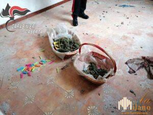 Caserta, arrestato 32enne di Casal di Principe sorpreso ad essiccare marijuana in casa