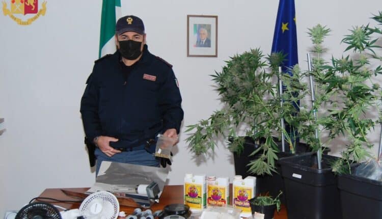 Crema, scoperta serra clandestina di coltivazione di Marijuana: arrestato 40enne