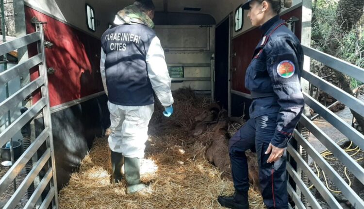 Cagliari, i Carabinieri Forestali trovano un rifugio agli esemplari protetti di Nandù e di Ammotrago sequestrati nel 2019