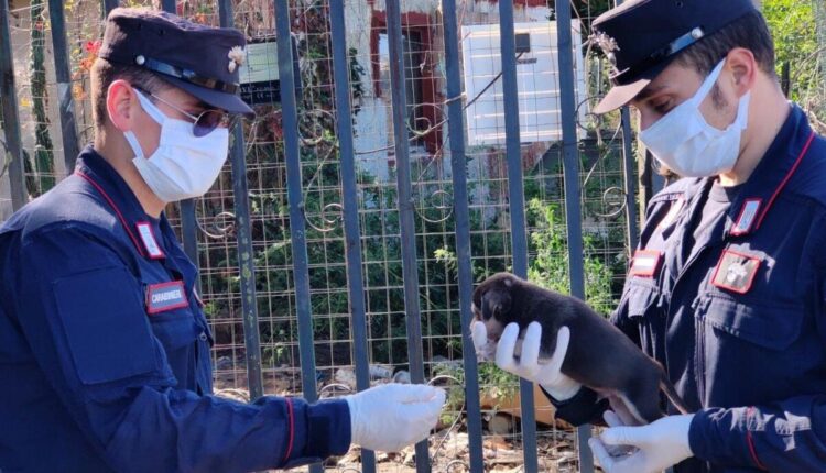Cellole (Caserta), maltrattamento e pessime condizioni igienico-sanitarie, sequestrati 19 cani