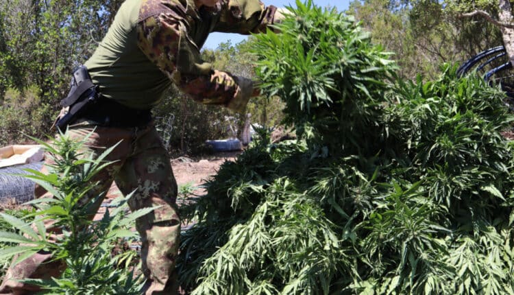 Nuoro, rivenuta dai Carabinieri una piantagione di marjuana a Villagrande Strisaili