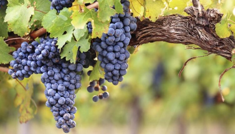 Puligny-Montrachet, oltre allo Chardonnay c’è di più