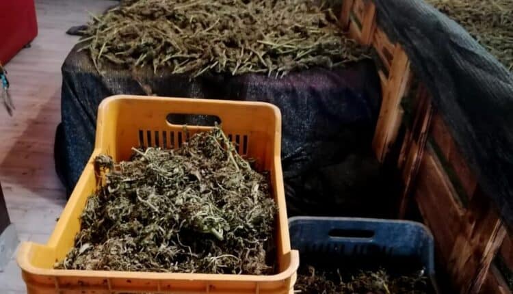Rosarno (Reggio Calabria), trasporto e nella lavorazione della marijuana. Arrestate 4 persone
