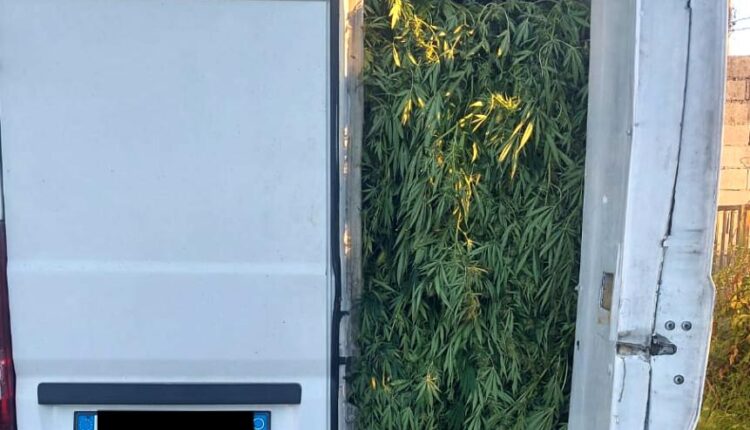 Rosarno (Reggio Calabria), trasporto e nella lavorazione della marijuana. Arrestate 4 persone