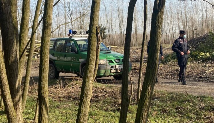 Milano, contrasto al bracconaggio: sequestrate 81 allodole, un fucile e un richiamo elettrico